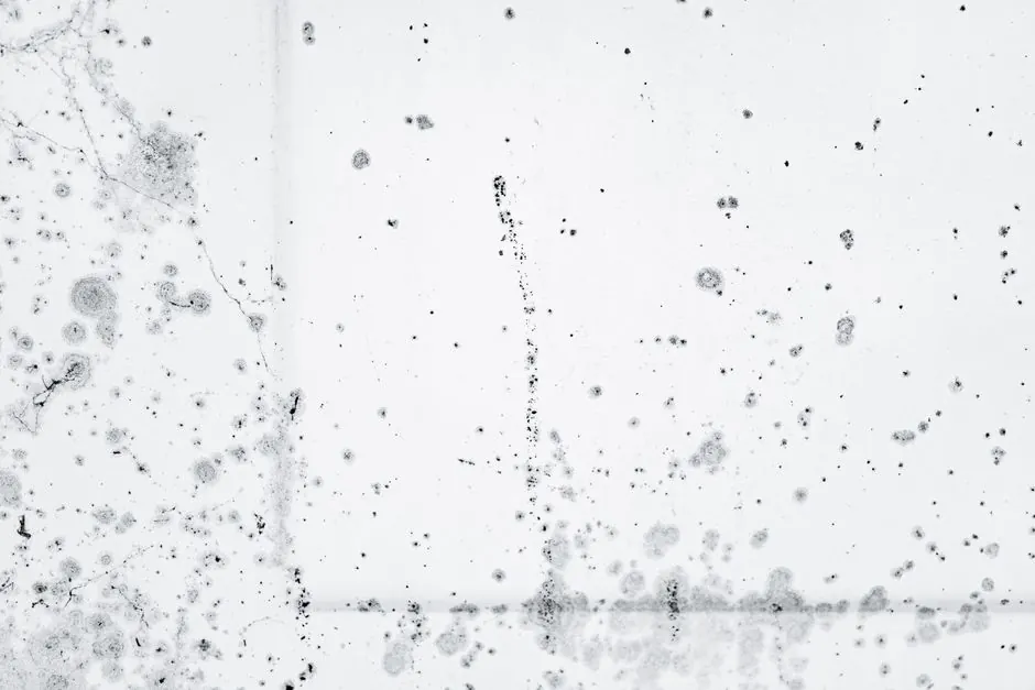 Mold Remediation Everett