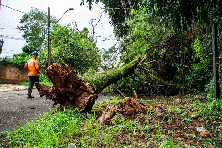 Storm Damage Cleanup Everett